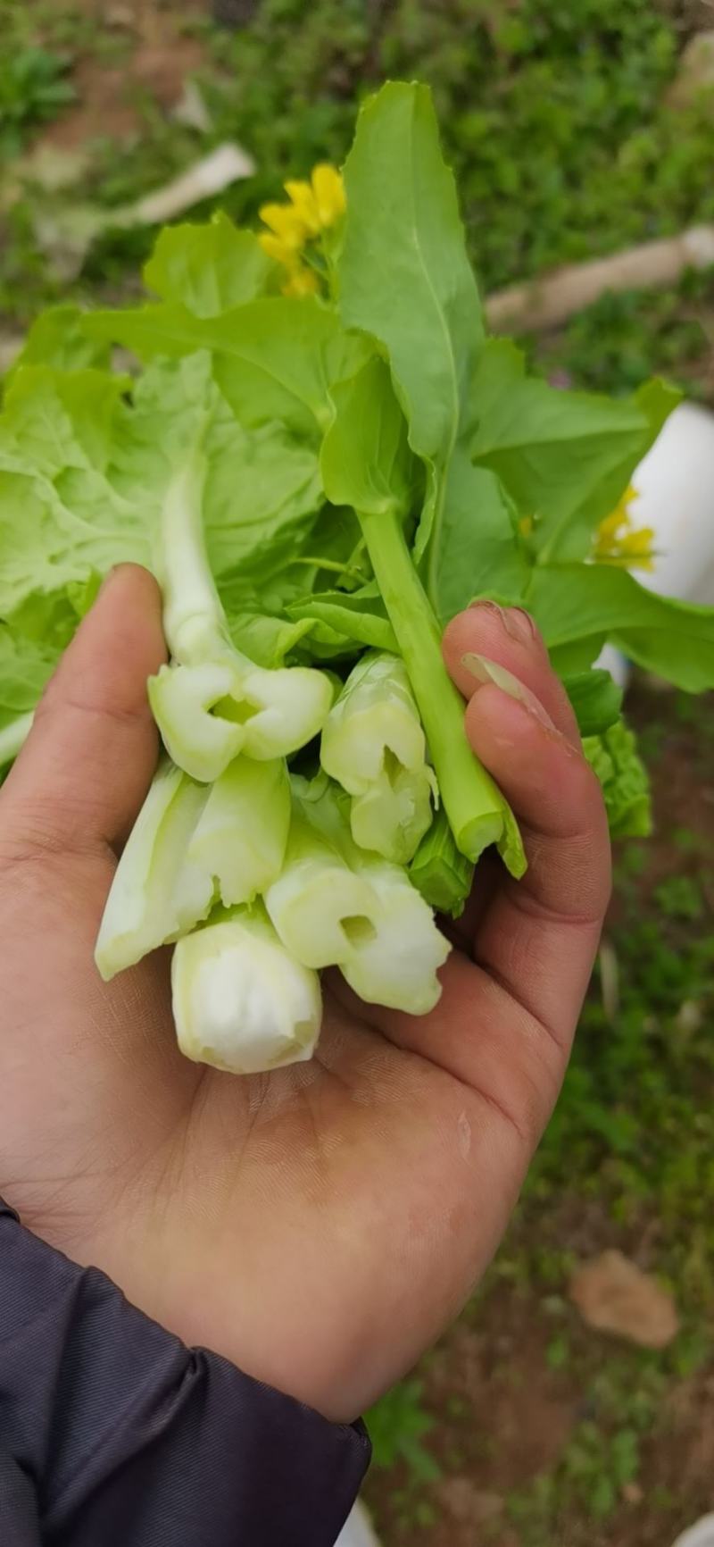 贵州麻叶白菜苔持续供货中