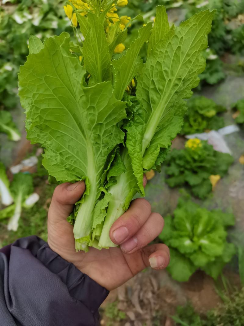 贵州麻叶白菜苔持续供货中