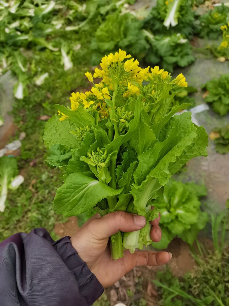 贵州麻叶白菜苔持续供货中