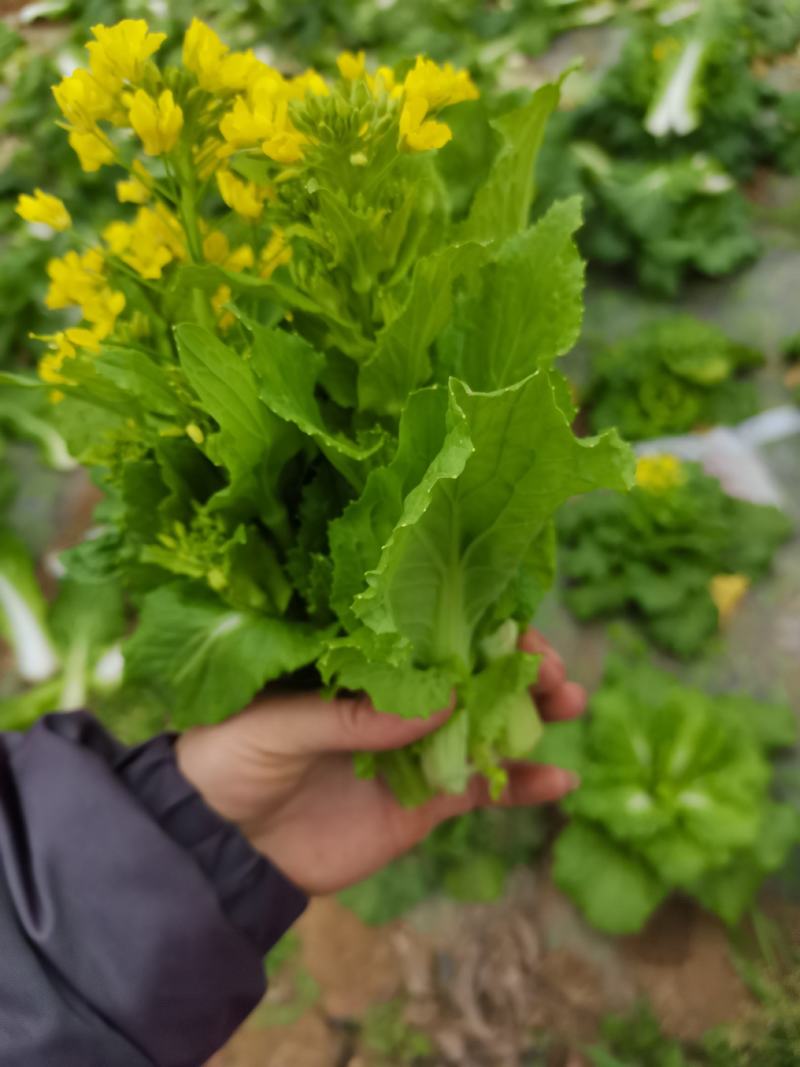 贵州麻叶白菜苔持续供货中