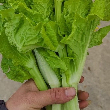 贵州麻叶白菜苔持续供货中