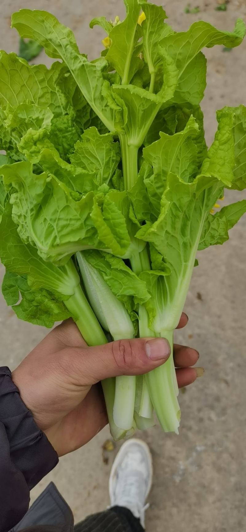 贵州麻叶白菜苔持续供货中