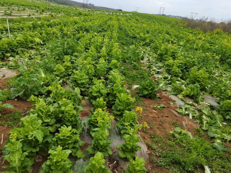 贵州麻叶白菜苔持续供货中