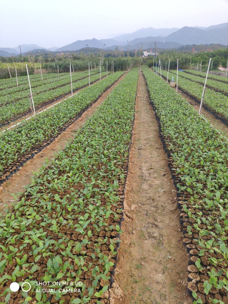 仙人茶苗惠东独特新品茶种山子茶苗场基地批发