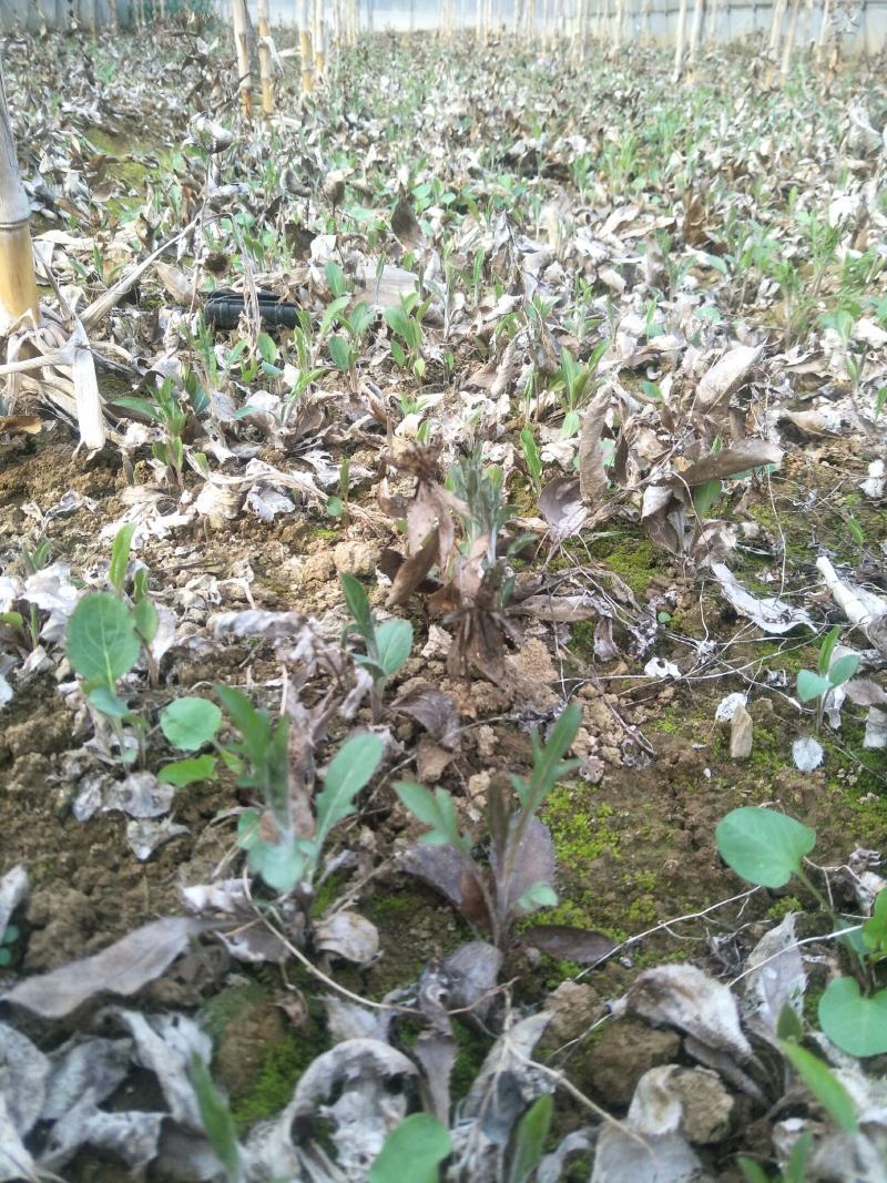 大量出售苍术苗1年2年3年生