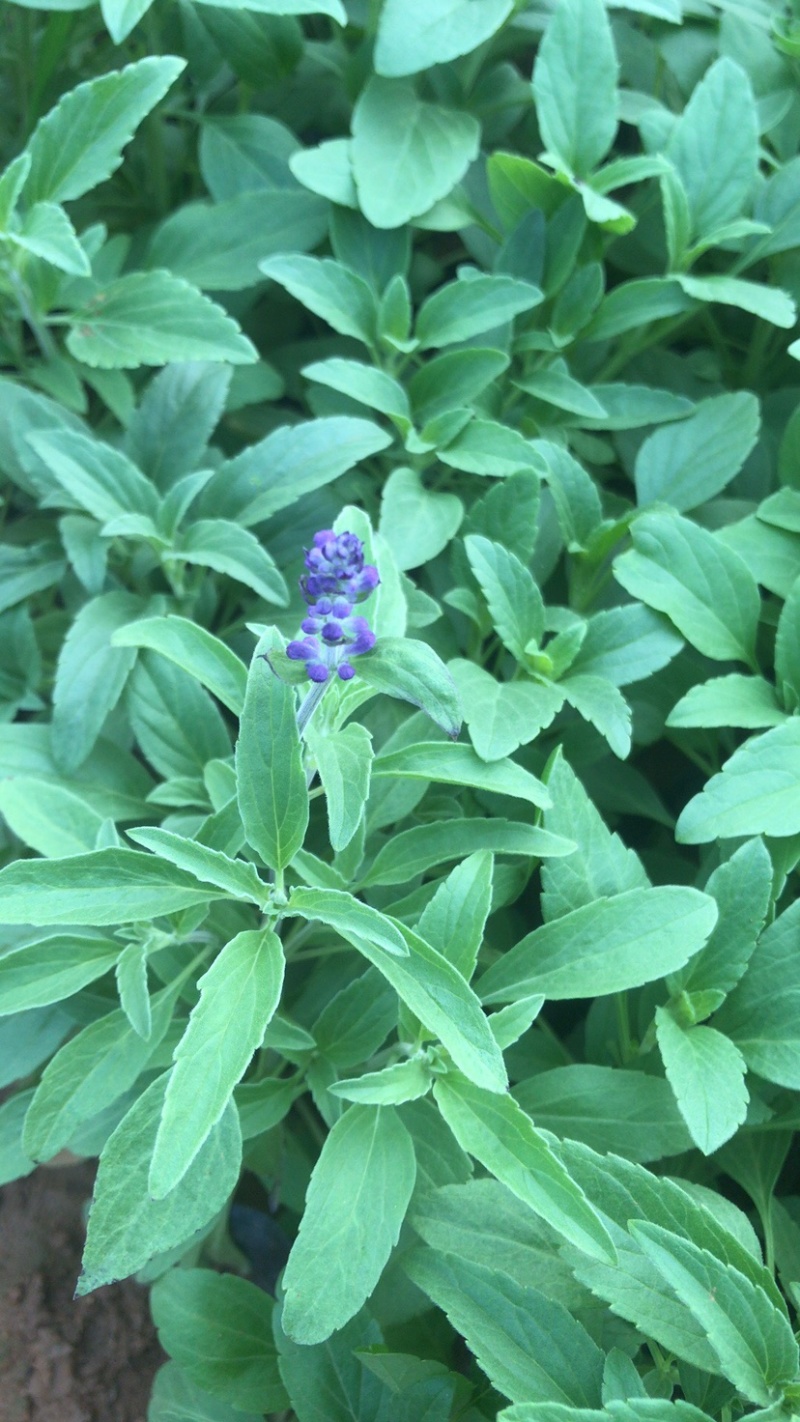 鼠尾草，蓝花鼠尾草，草花鼠尾草基地直发，量大