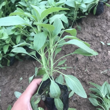 鼠尾草,蓝花鼠尾草,草花鼠尾草基地直发,量大