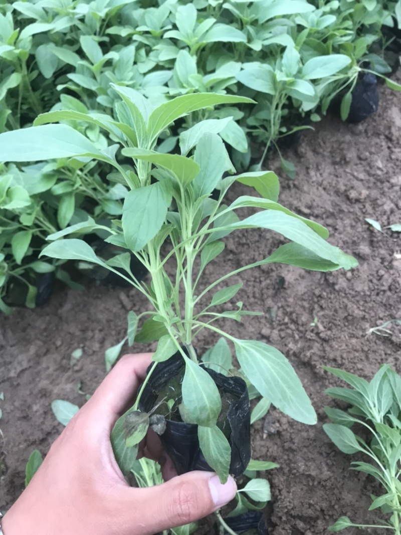鼠尾草，蓝花鼠尾草，草花鼠尾草基地直发，量大
