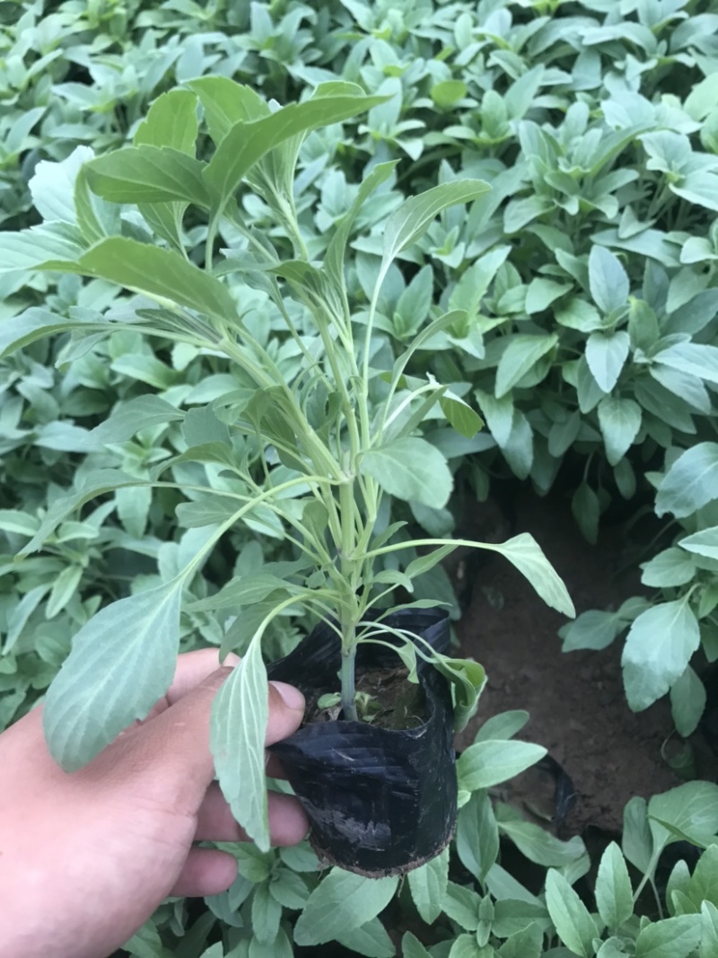 鼠尾草，蓝花鼠尾草，草花鼠尾草基地直发，量大
