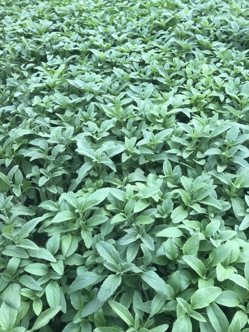 鼠尾草，蓝花鼠尾草，草花鼠尾草基地直发，量大