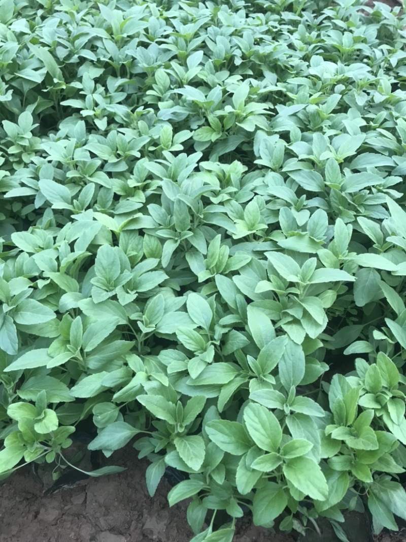 鼠尾草，蓝花鼠尾草，草花鼠尾草基地直发，量大