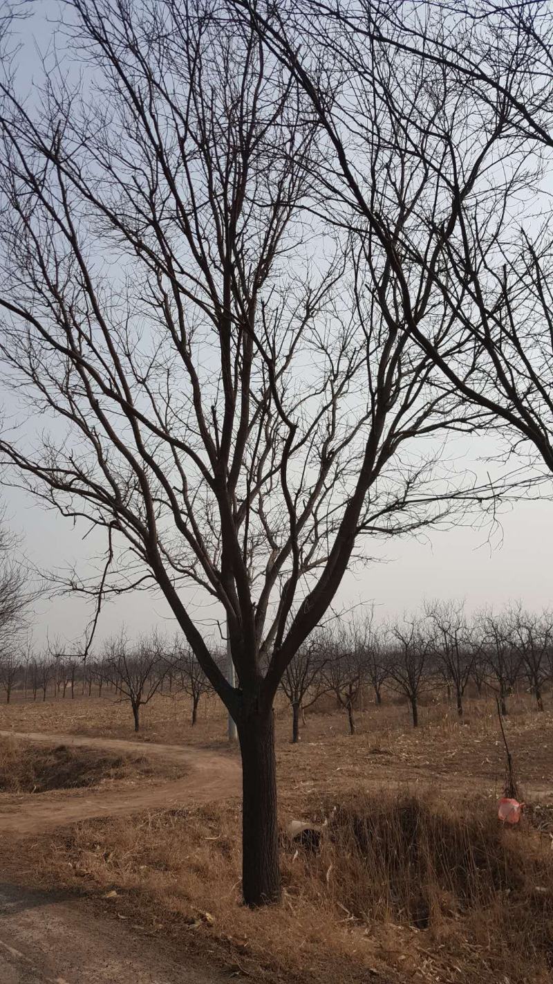 河北沧州献县国槐基地8----30公分大量销售！特价