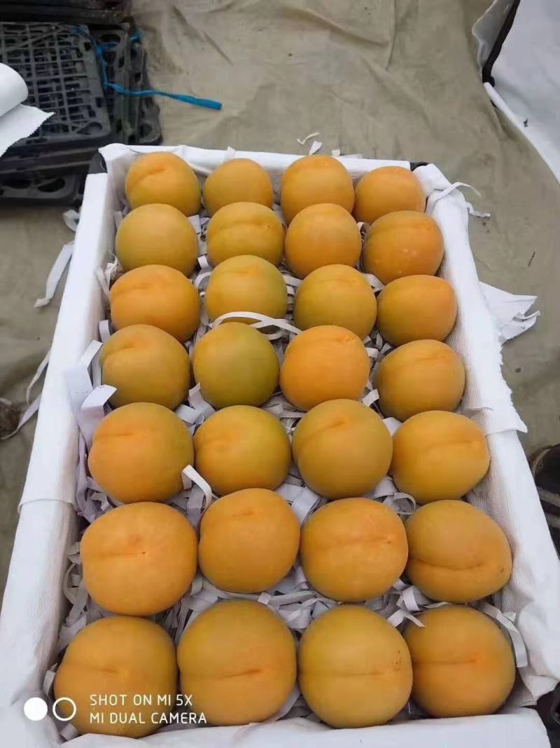 金太阳，大棚金太阳，大量上市，