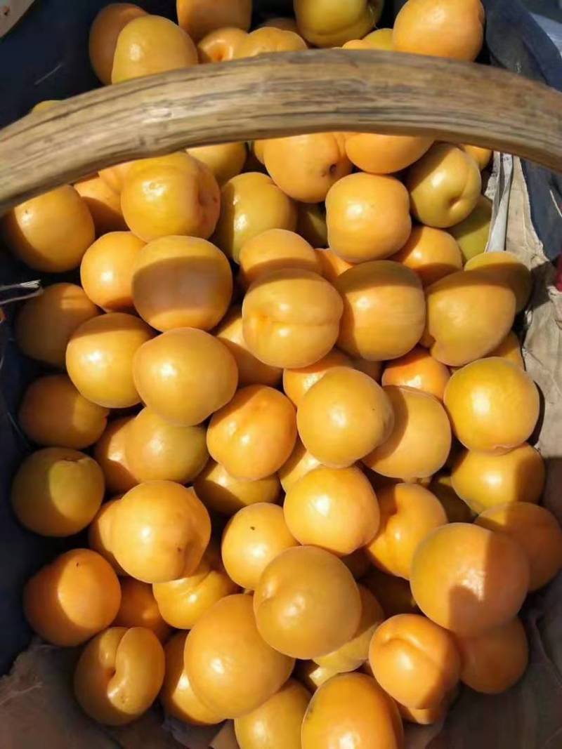 金太阳，大棚金太阳，大量上市，