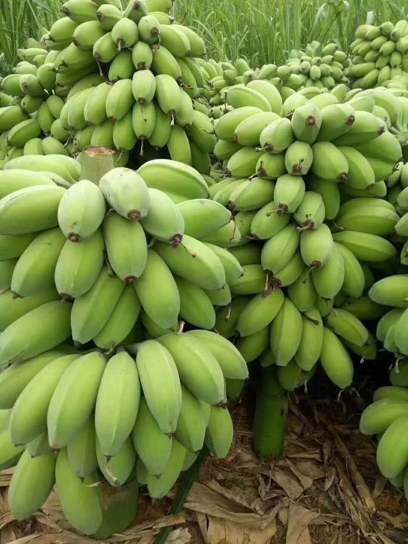 新鲜现摘苹果蕉粉蕉当季自然熟香蕉支持一件代发