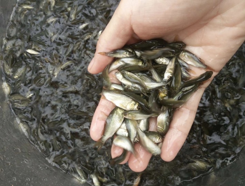 鲤鱼鱼苗批发优质健康成活率高通禾鱼苗批发