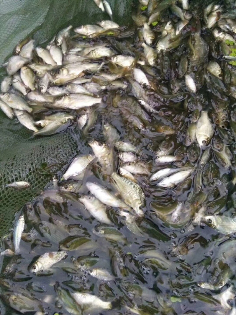 鲤鱼鱼苗批发优质健康成活率高通禾鱼苗批发