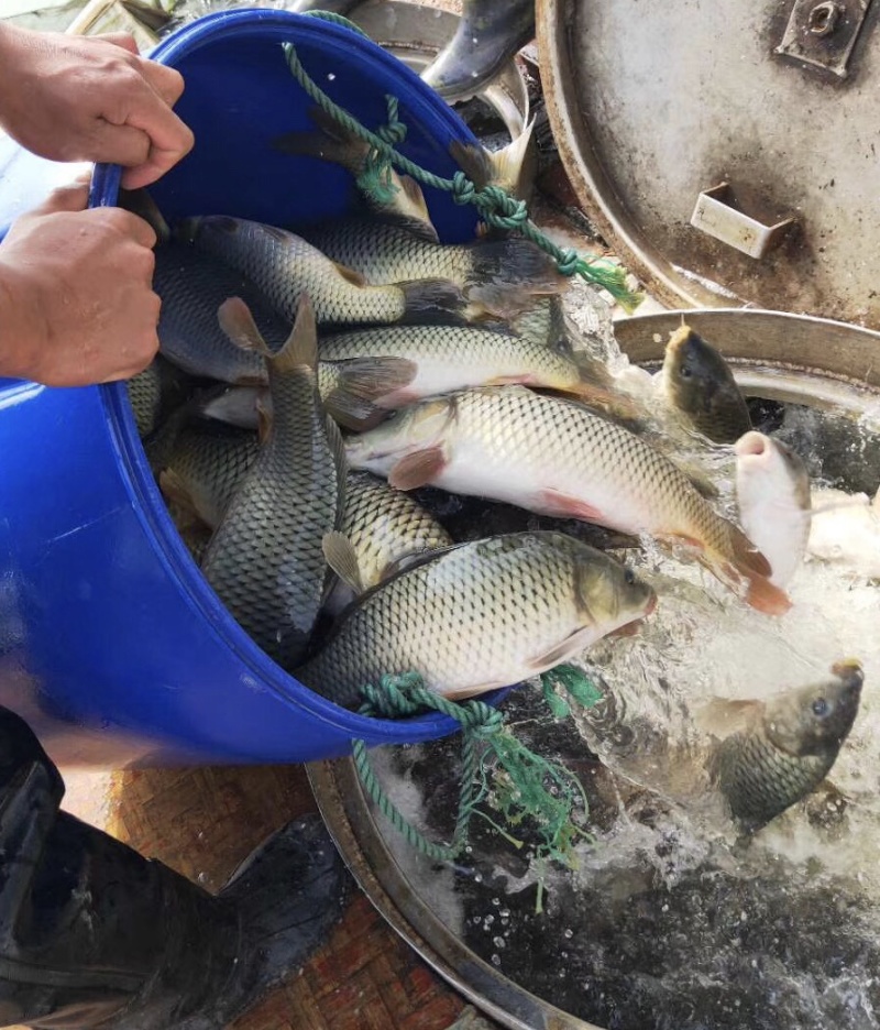 鲤鱼鱼苗批发优质健康成活率高通禾鱼苗批发