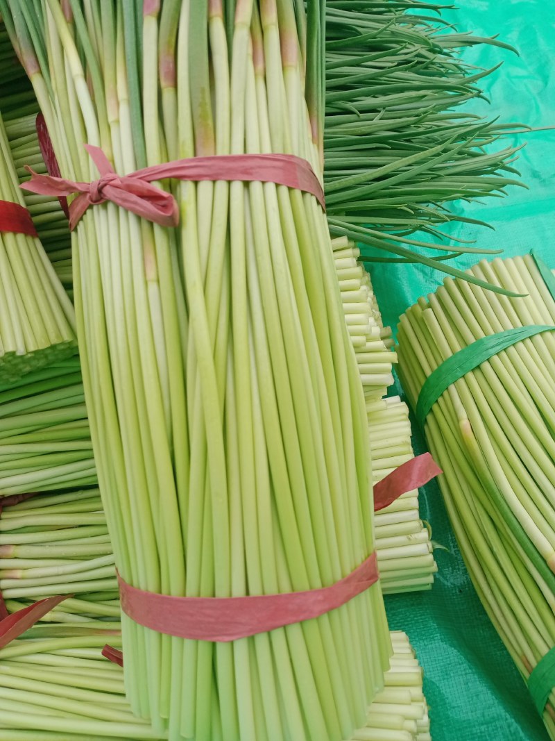 中牟红帽蒜苔产地直接发货