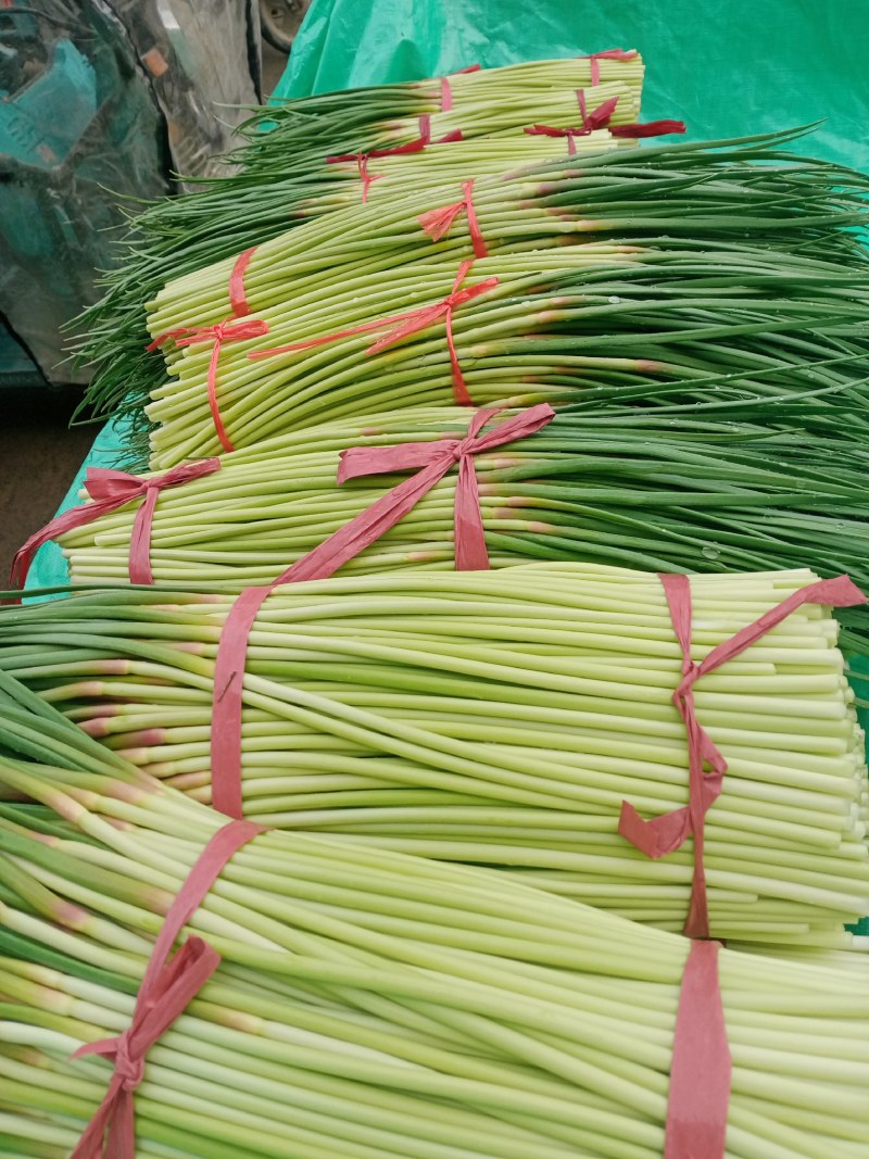中牟红帽蒜苔产地直接发货
