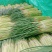 中牟红帽蒜苔产地直接发货