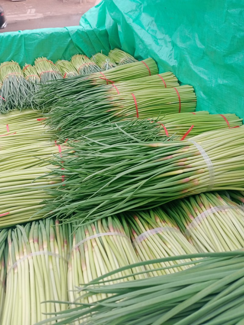 中牟红帽蒜苔产地直接发货