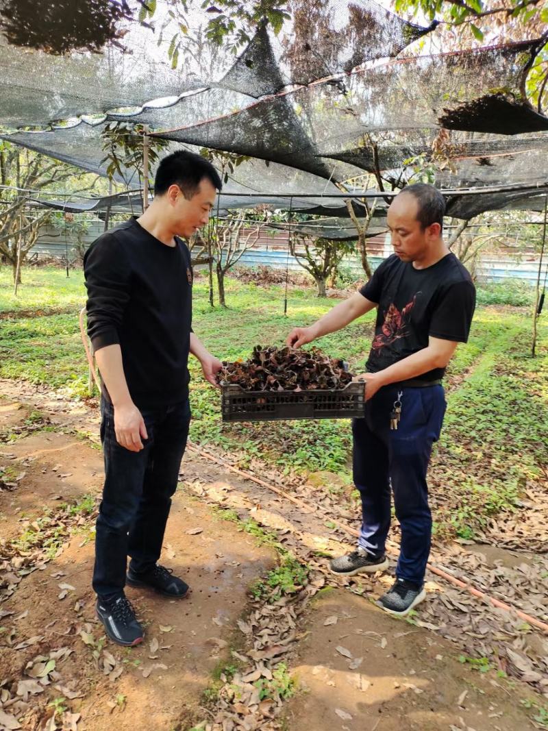 林下原生态仿野生金线莲