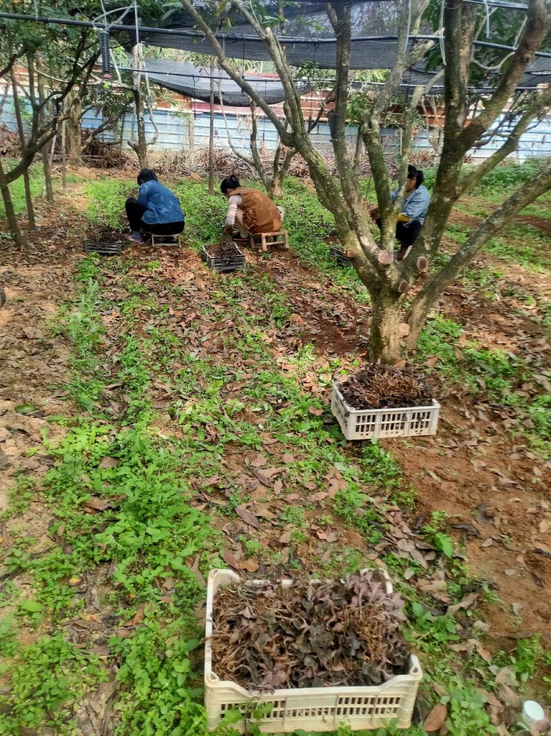 林下原生态仿野生金线莲