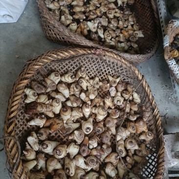 中药材白芨备货中，有需要的请联系。