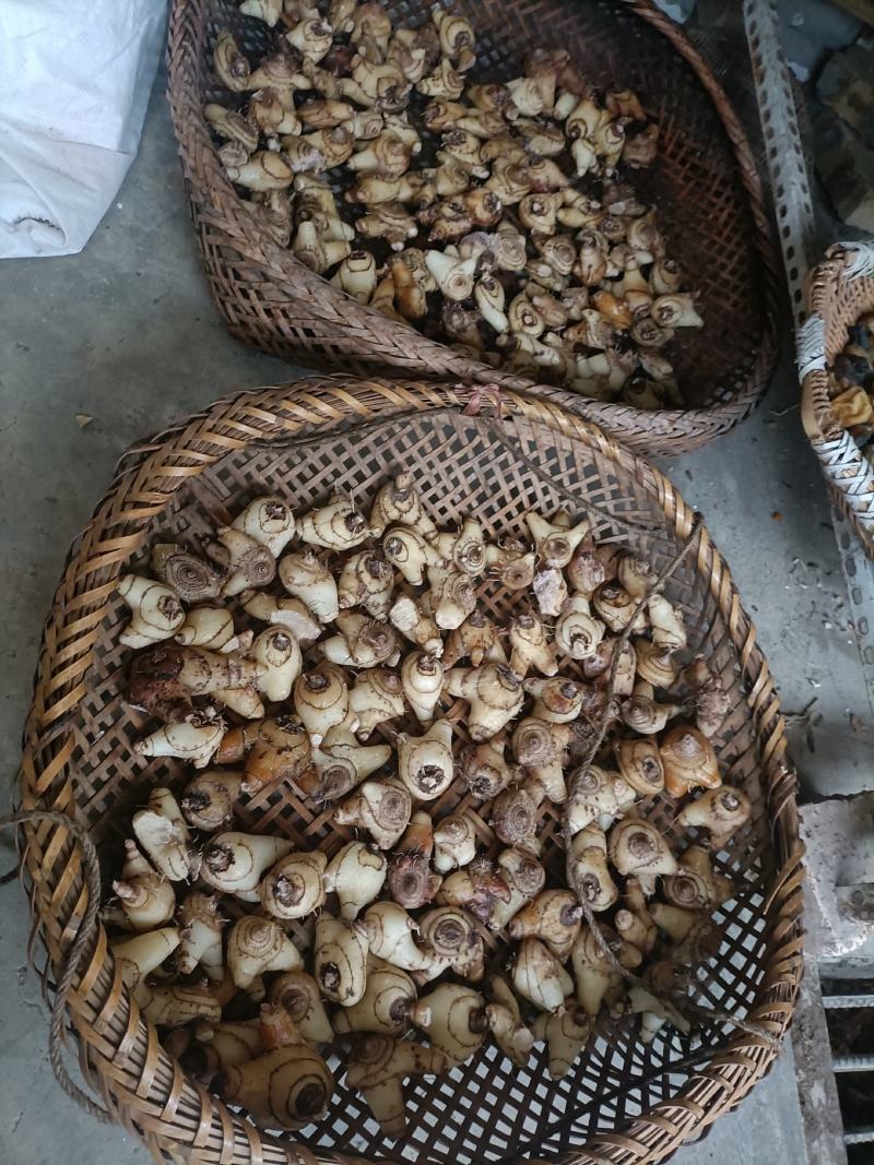 中药材白芨备货中，有需要的请联系。
