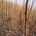吉林省四平市梨树县，挚友果树苗培育基地，香蕉李子苗热卖中