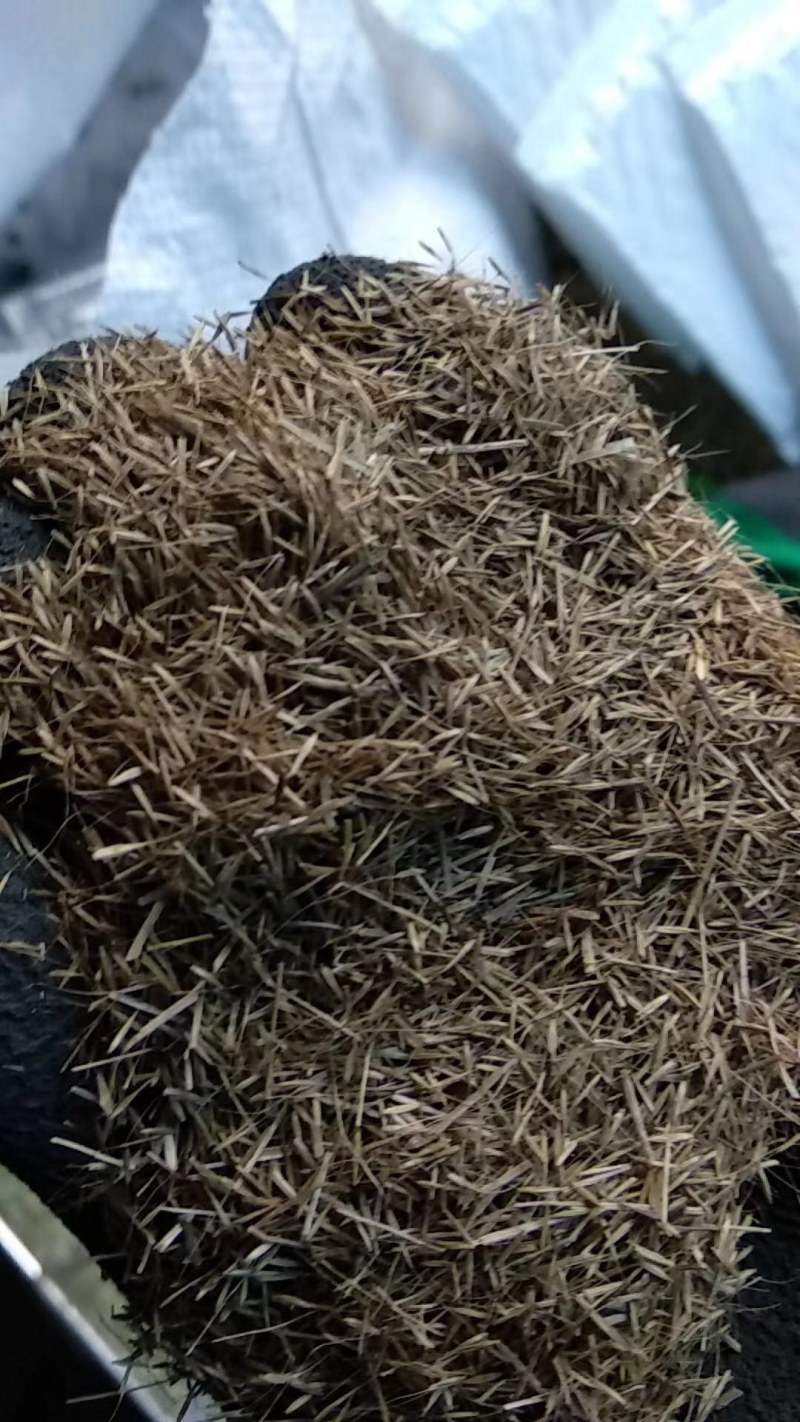 粉黛乱子草种子毛芒乱子草花海种种植多年生观赏花卉种子