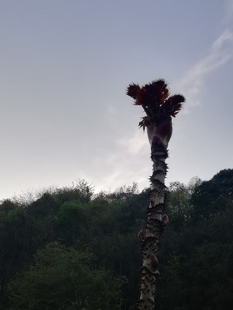 刺老芽开始预售中。