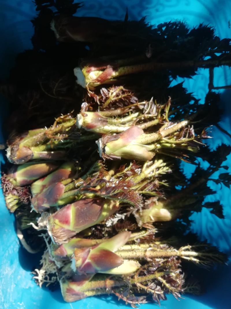 刺老芽开始预售中。