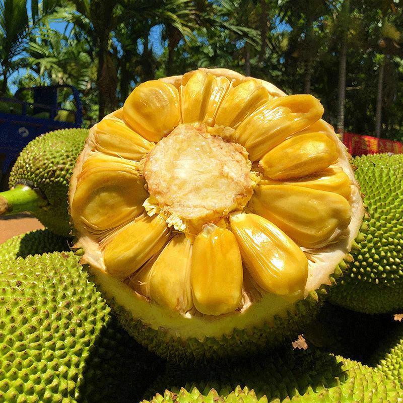 菠萝蜜超级实惠特大35斤包邮常年稳定供货