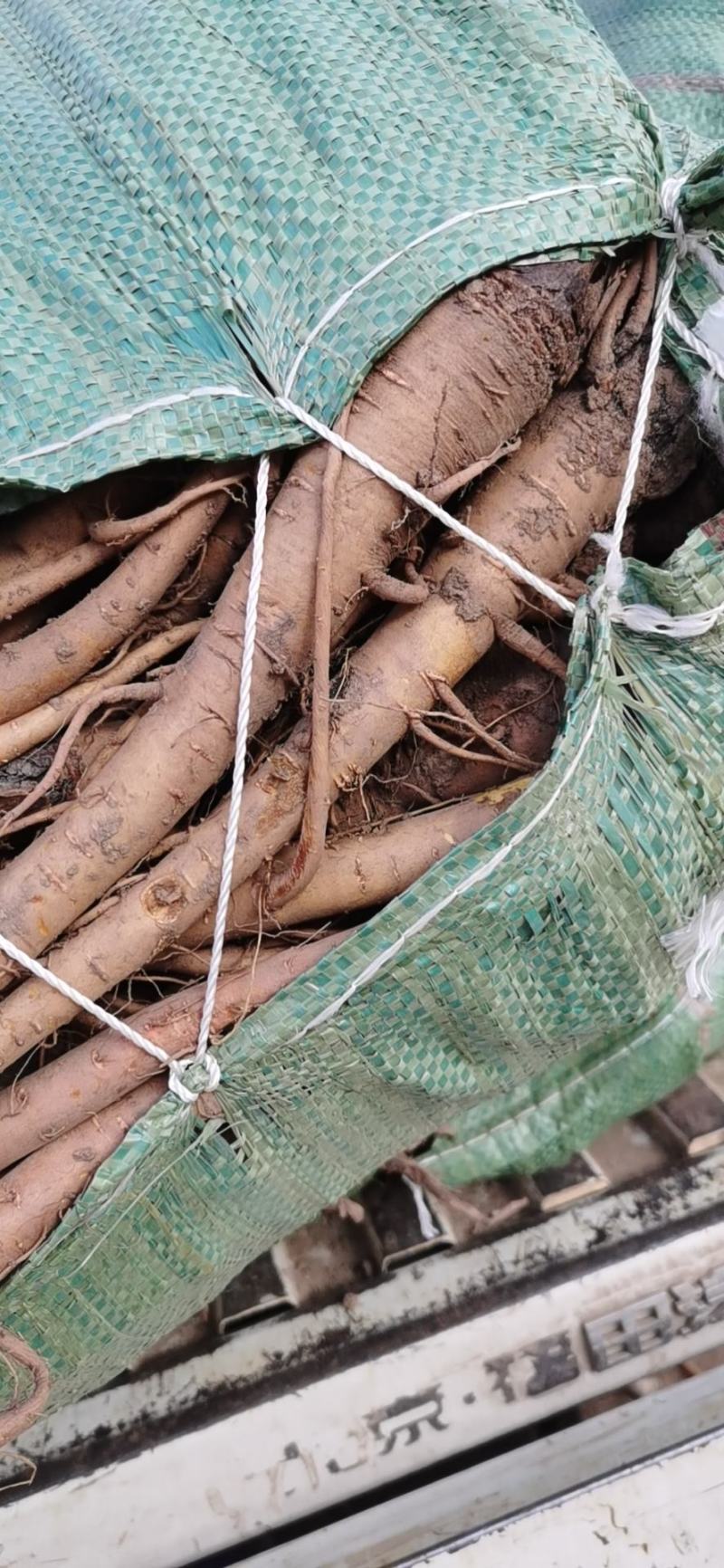 陇南大黄苗马蹄大黄大黄苗提供技术指导欢迎联系