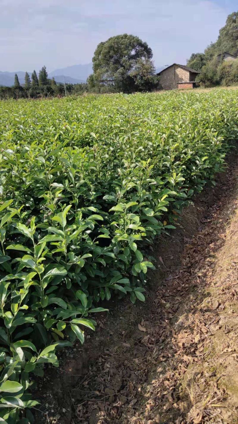 大量供应一年生深山含笑小苗，一年深山含笑杯苗