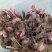 【白芍芽】白芍苗改良优质种苗药用观赏亳州直发包活优惠