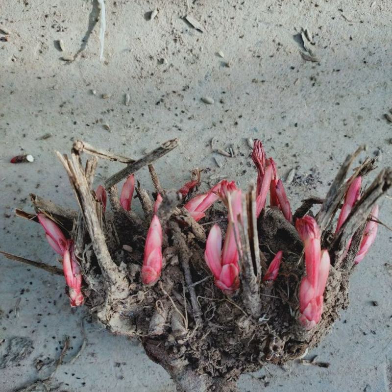 【白芍芽】白芍苗改良优质种苗药用观赏亳州直发包活优惠