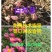 【白芍芽】白芍苗改良优质种苗药用观赏亳州直发包活优惠