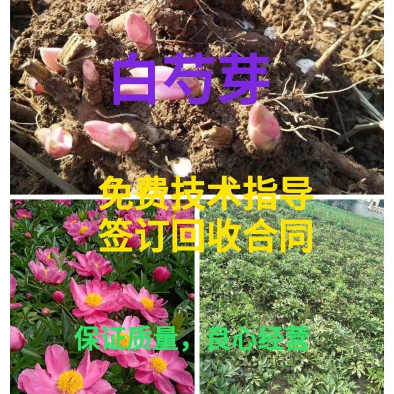 【白芍芽】白芍苗改良优质种苗药用观赏亳州直发包活优惠