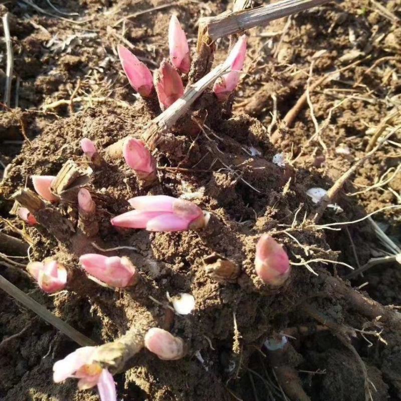 【白芍芽】白芍苗改良优质种苗药用观赏亳州直发包活优惠