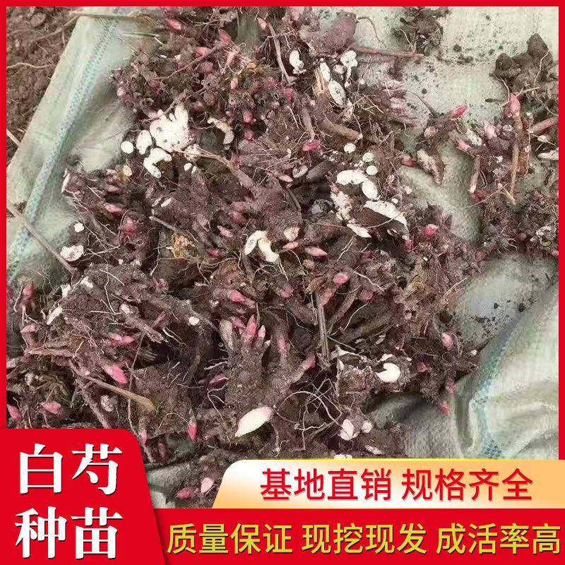 【白芍芽】白芍苗改良优质种苗药用观赏亳州直发包活优惠