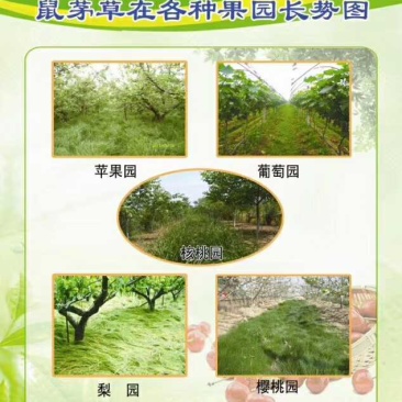 鼠茅草是果园茶园的优质绿肥品种，一件代发