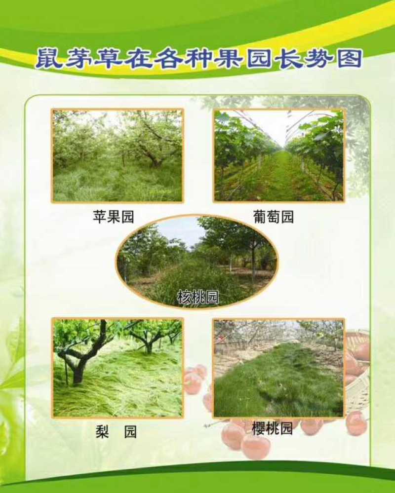 鼠茅草是果园茶园的优质绿肥品种，一件代发