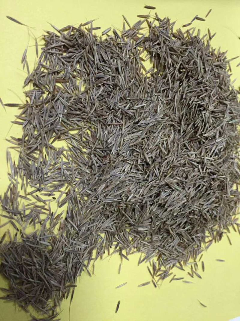 鼠茅草是果园茶园的优质绿肥品种，一件代发