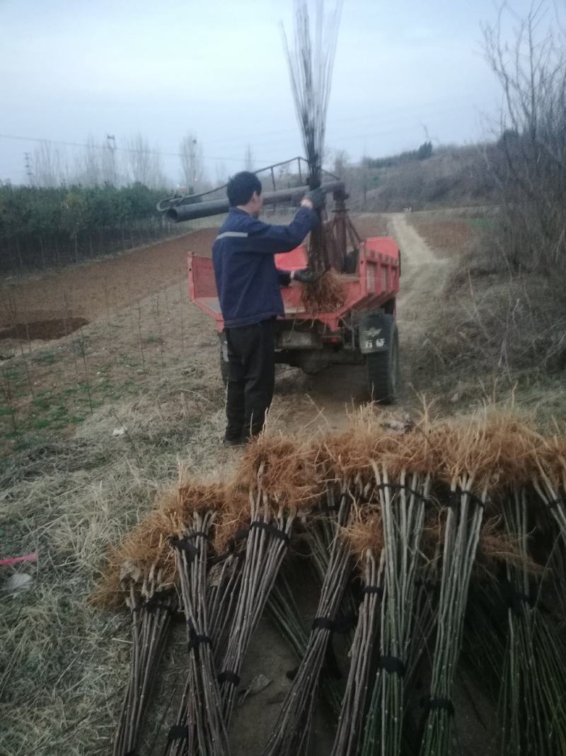 玉兰苗，根部嫁接2年苗，高度1一2米，地径o.8一1.5