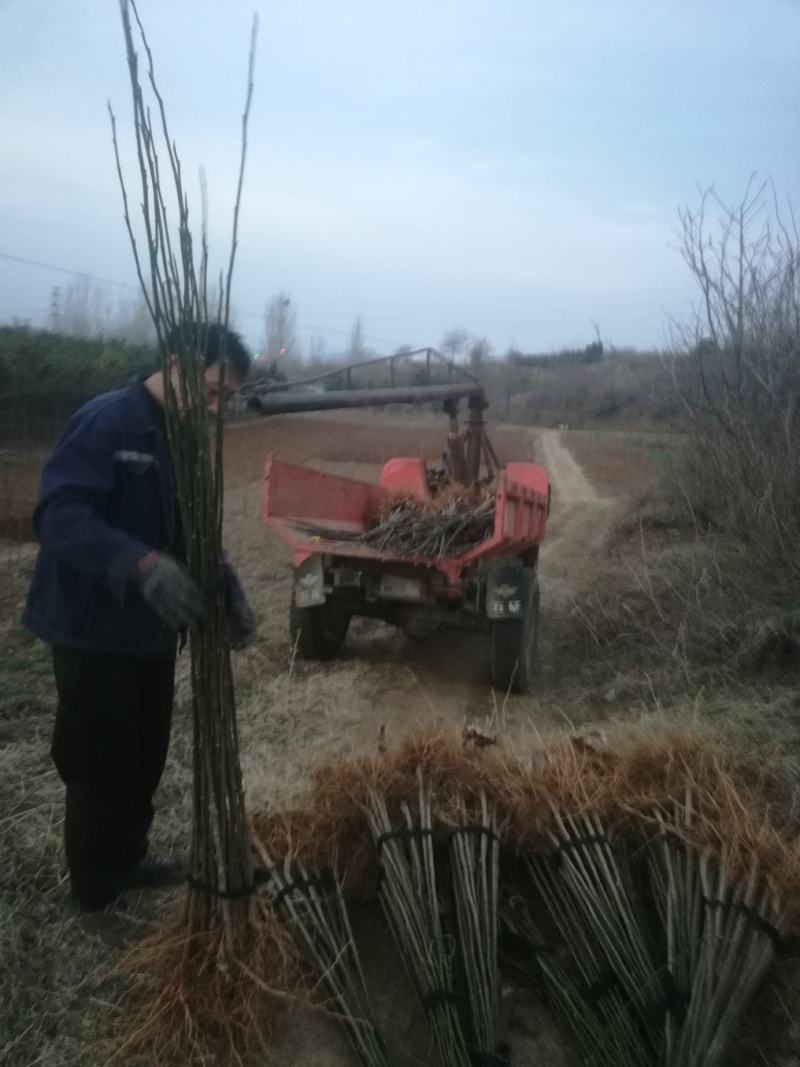 玉兰苗，根部嫁接2年苗，高度1一2米，地径o.8一1.5