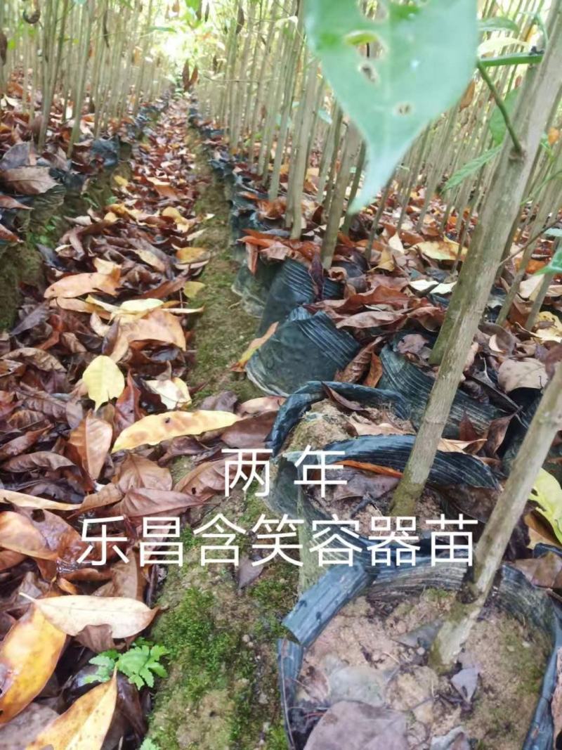 大量供应两年生乐昌含笑杯苗，2-3公分含笑苗大量供应