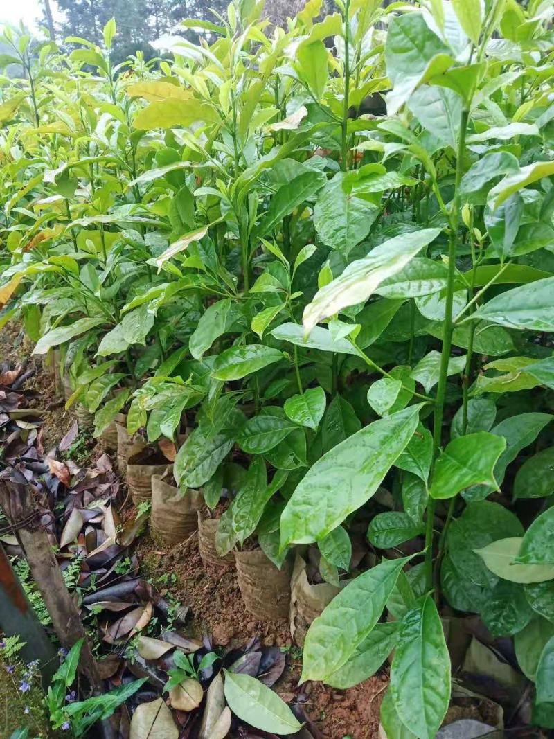 大量供应两年生乐昌含笑杯苗，2-3公分含笑苗大量供应
